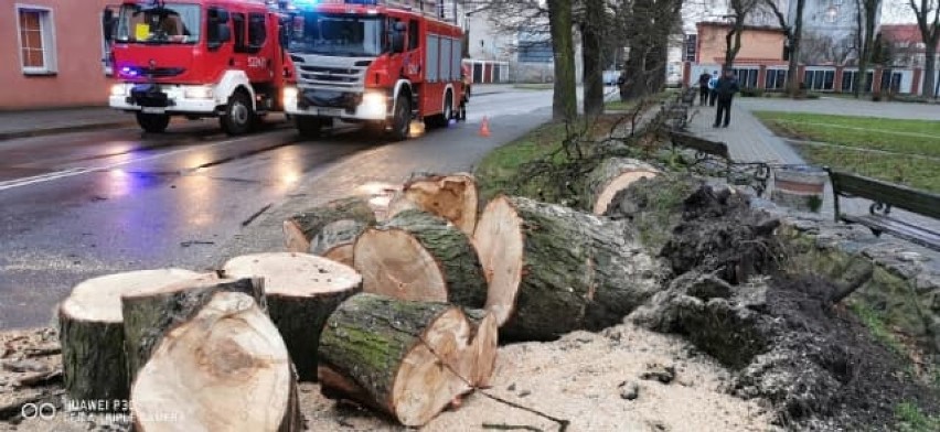 Ogromne drzewo runęło na ulicę Żeromskiego w Darłowie [ZDJĘCIA]