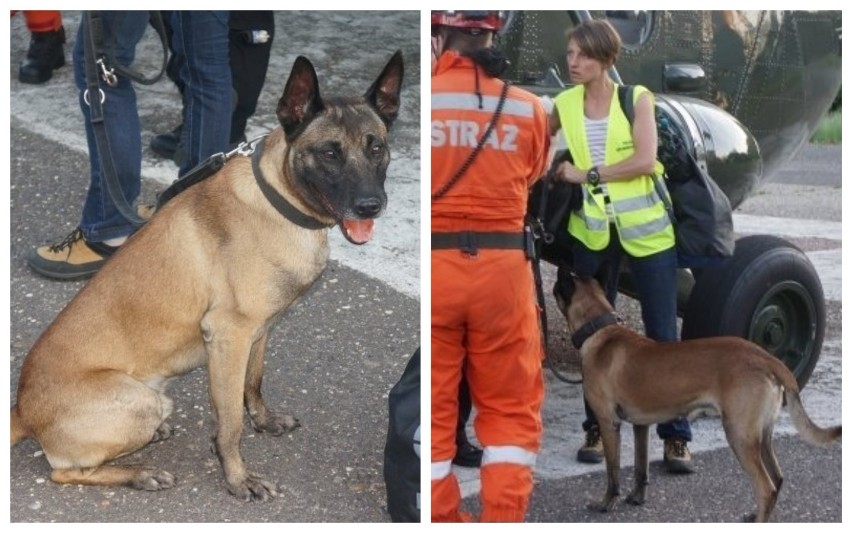 Policjantka i jej pies szukają ostatniego z górników w kopalni "Zofiówka" [WIDEO]