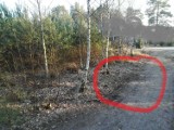 Dziki zaatakowały spacerującego człowieka z psem. Do zdarzenia doszło na osiedlu Leśna Osada w Lesznie!