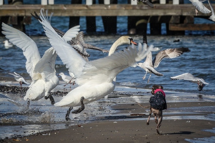 Sopot w strefie zagrożenia ptasią grypą! Żółte tablice ostrzegawcze w kurorcie