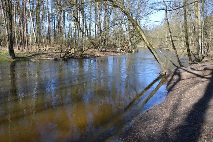 Nad Iną powyżej Goleniowa jest przepięknie. Idealne miejsce na spacer