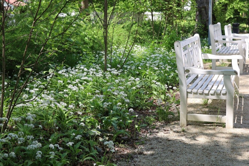 Park w Zielonej Górze Zatoniu ma 50 hektarów. Każdy znajdzie...