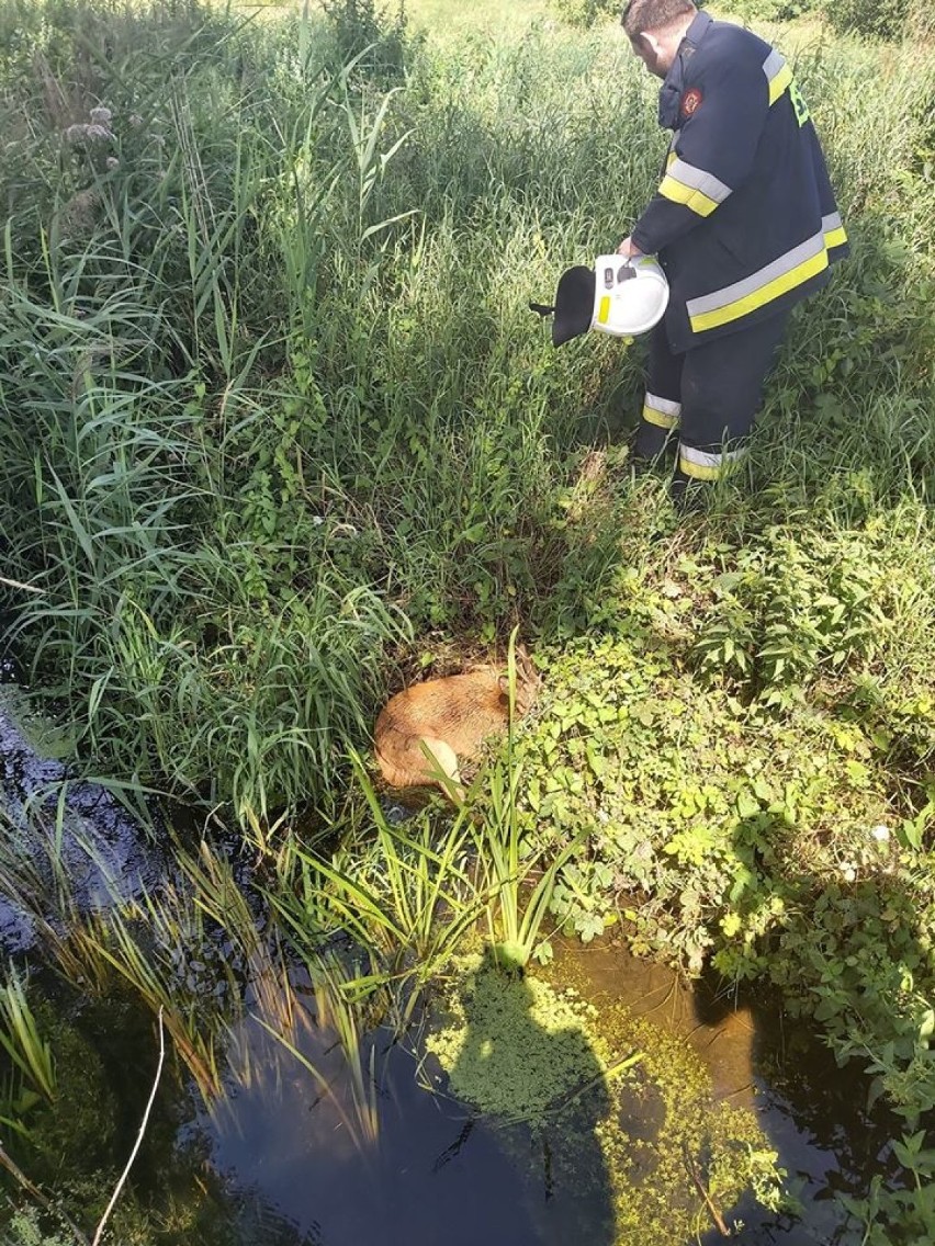 Strażacy uratowali kolejne zwierzątko. Tym razem pomogli koziołkowi, który nie mógł samodzielnie wyjść z rowu 