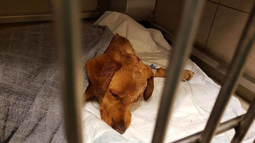 Zakopany w lesie w gminie Siedlisko pobity pies przeżył bestialstwo. Teraz ma pomoc od prawie tysiąca czterystu ludzi 