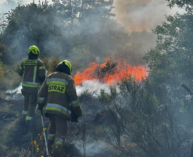 Strażacy walczyli z pożarem lasów i nieużytków na północ od Gorzowa. Ogień strawił około 30 hektarów terenu.