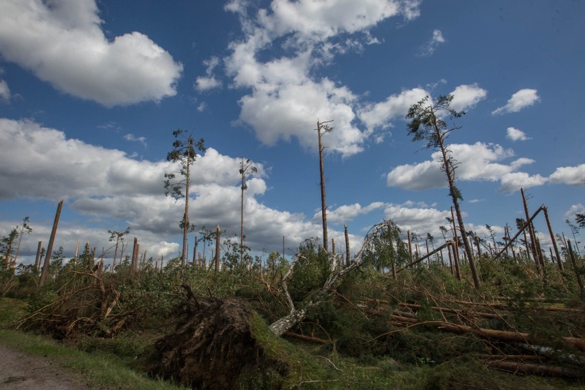 Skutki nawałnicy, jaka przeszła nad Borami Tucholskimi w...