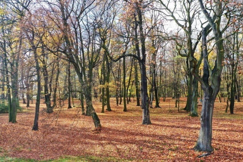 Park Ludowy w Miechowicach zyskał - w końcu - nowy blask.