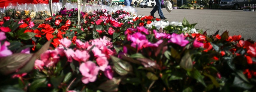 Gdańska radna PiS chce się podzielić kwiatami z działki. Co na to miasto?