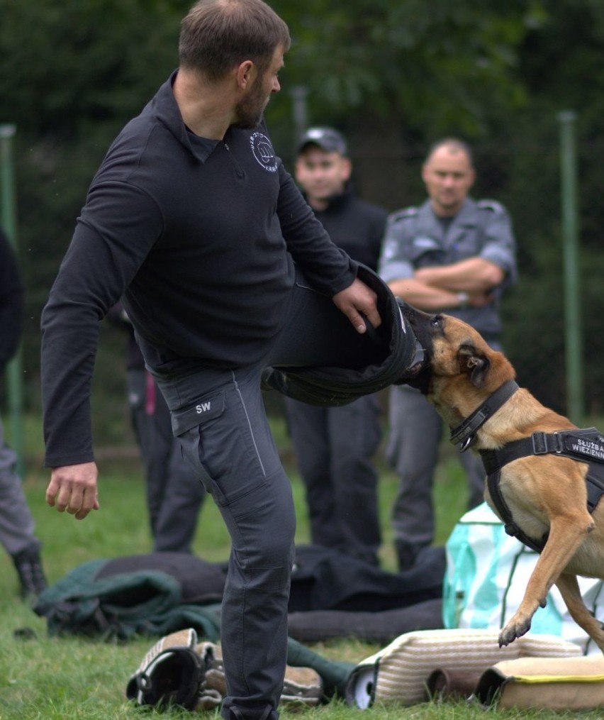 Warsztaty dla psów i pozorantów w Zakładzie Karnym w Czarnem [zdjęcia]