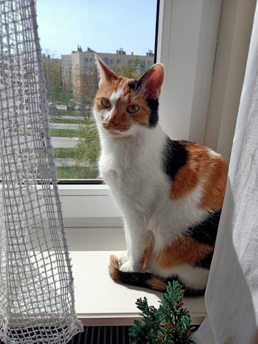 W Kielcach zaginęła kotka Mimi. Nagroda dla znalazcy