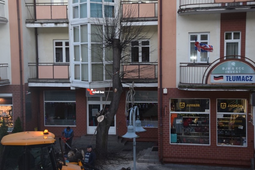 Wycięcie i przycinanie drzew w Lęborku. Najtrudniejsza akcja na Staromiejskiej ZDJĘCIA, WIDEO