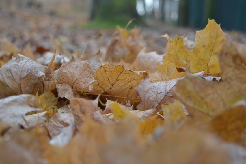 Jesienny spacer na Piaskach