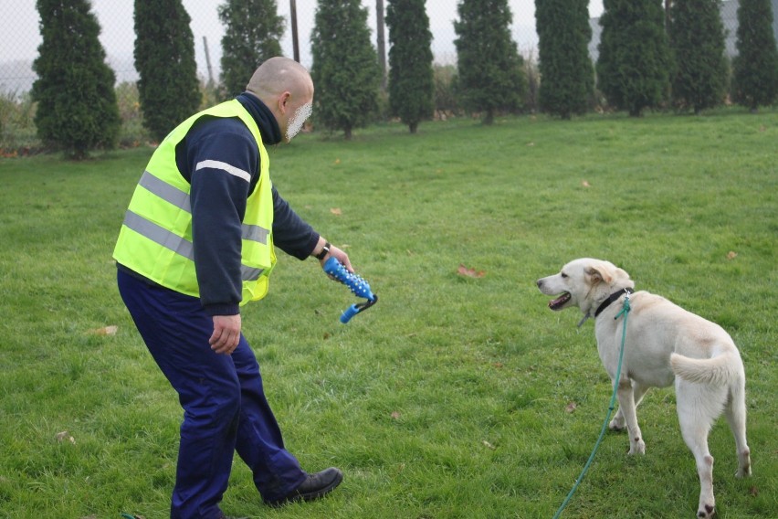 Zakład Karny Jastrzębie: Więźniowie przechodzą dogoterapię