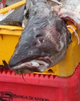 Połowy dorszy. Polscy rybacy nie są zadowoleni z ceny dorszy