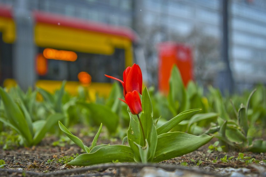 Warszawa w kwiatach. Oto pierwsze oznaki wiosny w stolicy. Wszystko zaczyna kwitnąć. W mieście pojawiły się nowe rośliny 