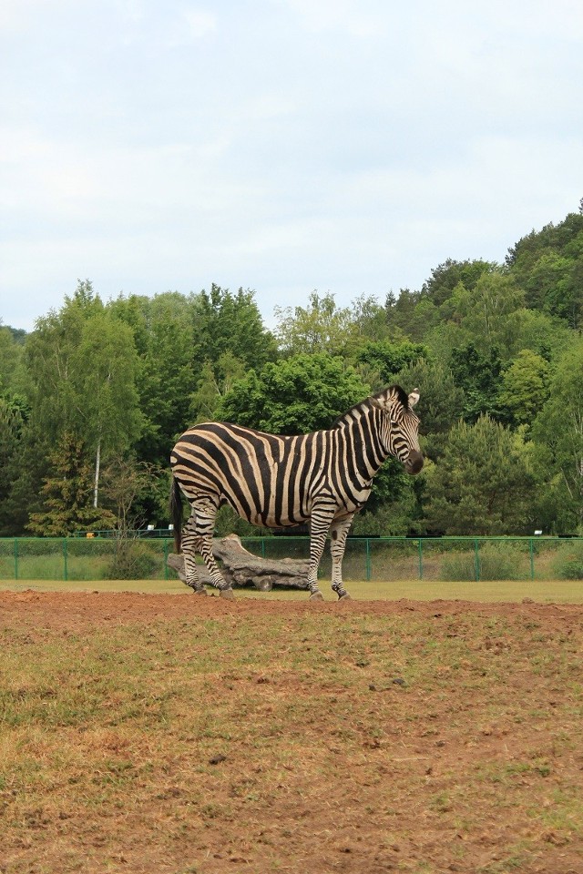 Pawie Oczko, jedna z samic oliwskiego zoo dzień przed oźrebieniem.