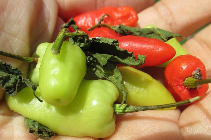 Piątkę najostrzejszych papryczek chili na świecie zamyka...