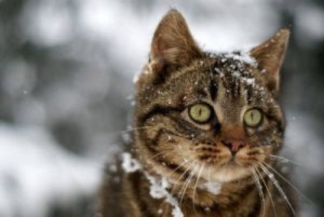 Zimowy kot