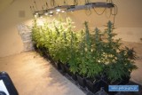 Lubin. 34-latek na terenie swojego mieszkania uprawiał plantację marihuany. Policjanci przejęli prawie 5 kilogramów narkotyków! [ZDJĘCIA]