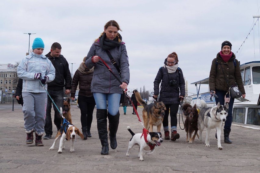 Alternatywne spacery z psami w Szczecinie