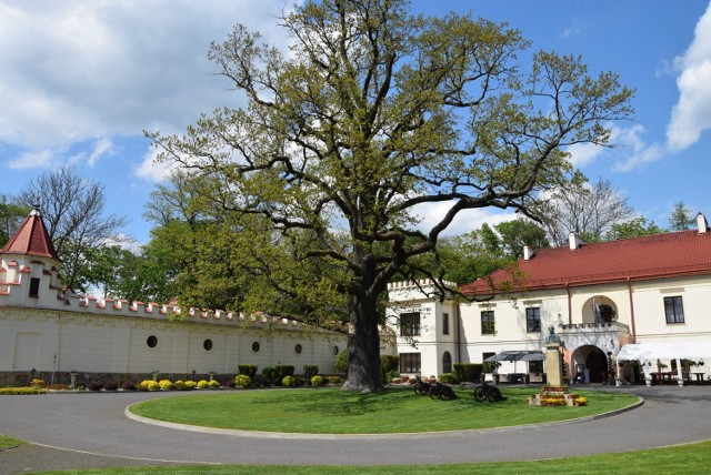 Szukasz pomysłu na wypad z rodziną? Polecamy Zamek Dubiecko. Park z urokliwymi ścieżkami przy nim to idealne miejsce na spacery. Znajdziesz tam 300-letni dąb, który podobno przynosi szczęście