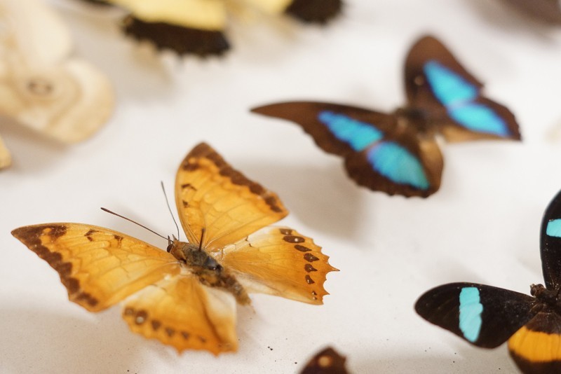 Muzeum motyli w Bochni [ZDJĘCIA]