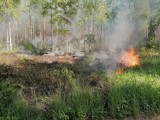Powiat nowotomyski: Coraz więcej pożarów lasów [ZDJĘCIA]