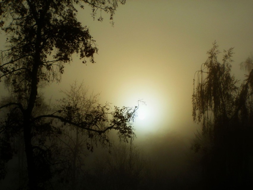 Obrazy mgłą otulone mają w sobie wiele piękna. I jeszcze...