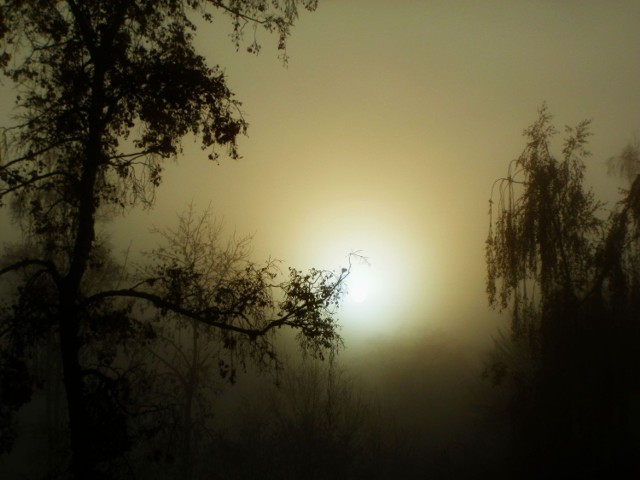 Obrazy mgłą otulone mają w sobie wiele piękna. I jeszcze więcej tajemniczości. Każdy widzi je inaczej. Zapraszam do obejrzenia mojego spojrzenia. Fot. Halina Kr&uuml;sch Czopowik