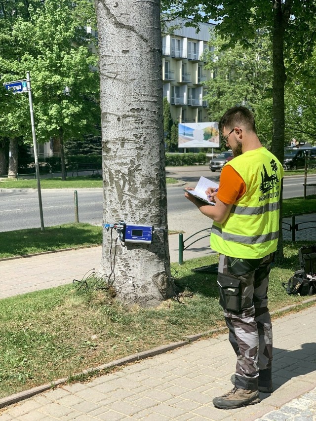 Badania drzew tomografem komputerowym w Zakopanem