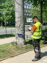 Czy można było uniknąć tragedii podczas halnego? Zakopane bada swoje drzewa, a co może zrobić prywatny właściciel?