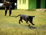 Jaworzno: Pierwszy Jaworznicki Dogtrekking odbędzie się nad Sosiną 