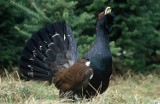 Gorczański Park Narodowy na noc zamyka niektóre szlaki. Trwa tam okres godowy