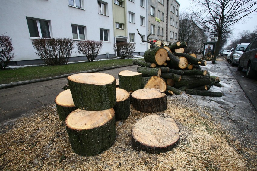 Wycinka drzew w pasie drogowym nie musi już być konsultowana...