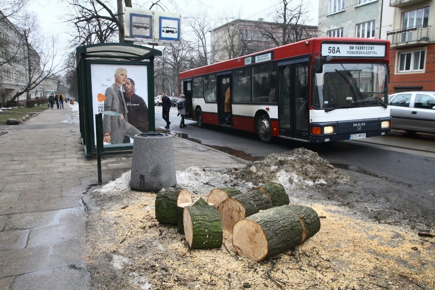 Wycinka drzew w pasie drogowym nie musi już być konsultowana...