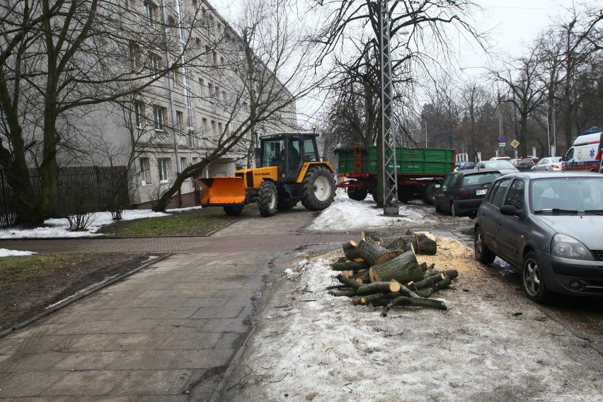 Wycinka drzew w pasie drogowym nie musi już być konsultowana...