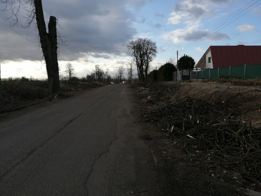 Usuwają chore drzewa w Goświnowicach. Powiat wycina prawie 200 kasztanowców.