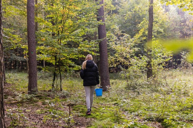 Nie tylko mieszkańców Dobrodzienia niepokoi skala planowanych wycinek. Lasy społeczne mogą zachować szczególnie cenne obszary leśne.