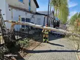 Interwencja strażaków w Łebie. Podcięte drzewo zwaliło się na chodnik i drogę