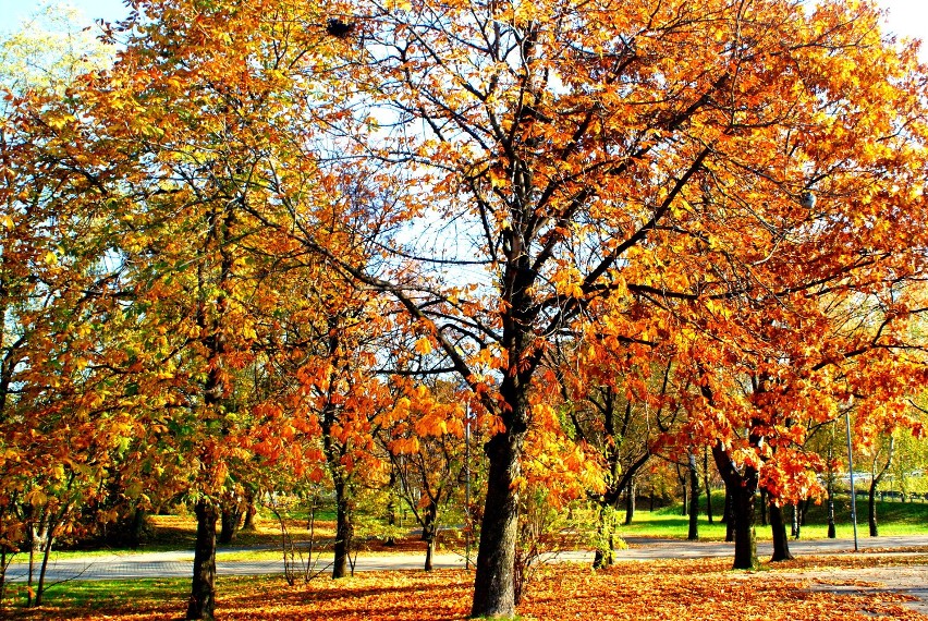 Dąbrowa Górnicza: jesień w Parku Hallera