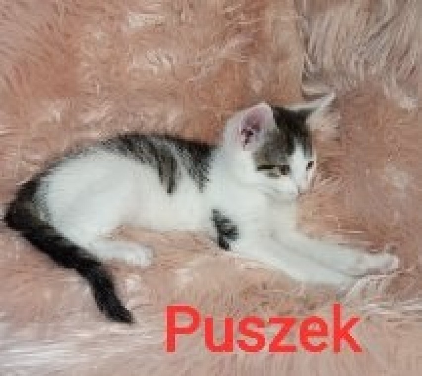 Kolejne koty czekają na adopcję. Wśród nich są Krecik i Jaśminka! 