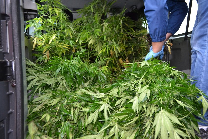 Oświęcim. Policjanci zabezpieczyli marihuanę wartą blisko 100 tys. złotych
