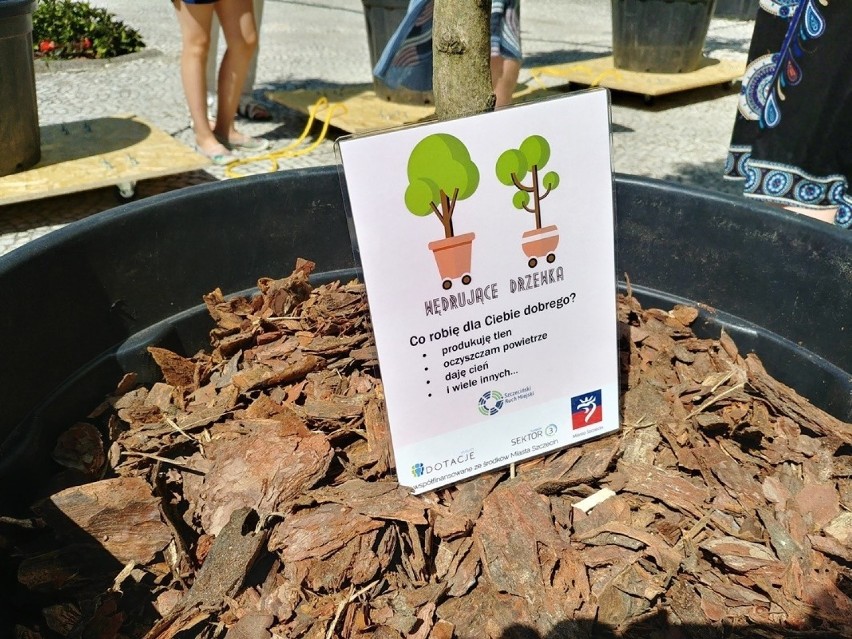 Marsz Wędrujących Drzew. Świetna inicjatywa w Szczecinie [ZDJĘCIA, WIDEO] 