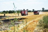 Pożar ścierniska w Zarzysku. Na miejscu kilka zastępów straży pożarnej!
