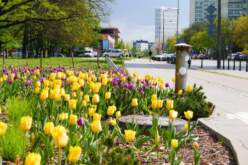 Tulipany na ulicach Warszawy