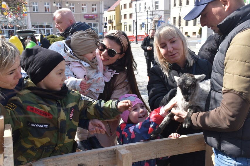 Pleszew. Wielkanoc na pleszewskim Rynku. Wielkanocna zagroda z alpakami, królikami, owieczkami i baranami okazała się prawdziwym hitem!