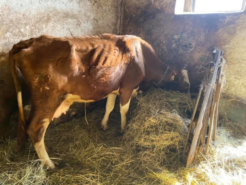 Wygłodzona krowa w Dąbrowie Górniczej. Jej właścicielką...