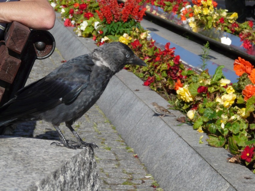 Rynek Żory: Czy po gołębiach także kawki opanują nasz Rynek? Zobacz FOTO Internauty!