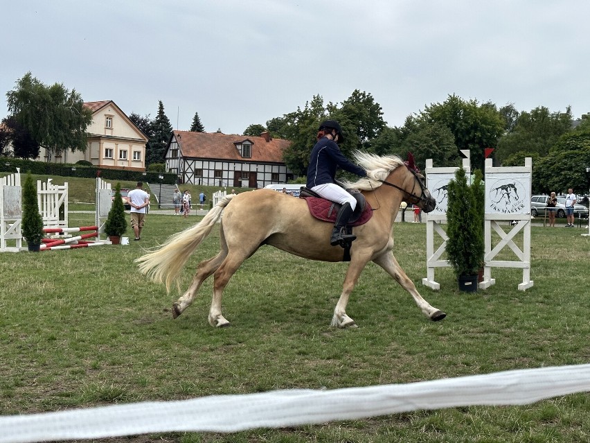 Zawody konne w skokach przez przeszkody na placu św. Wojciecha