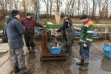 Sprzedaż żywych karpi w Poznaniu. Odwiedziliśmy hodowlę przy ul. Niestachowskiej [ZDJĘCIA]